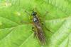 Dioctria sp.